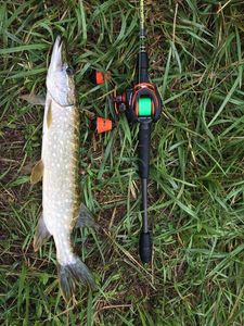 Northern Pike
