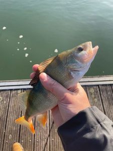 European Perch