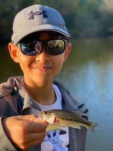 Largemouth Bass