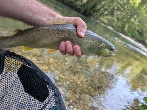 Brown Trout