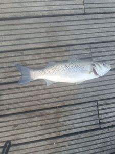Spotted Seabass