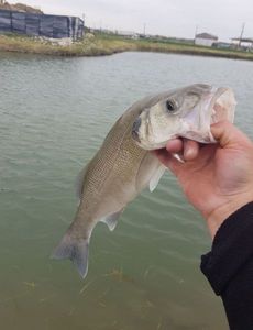 European Bass (Seabass)