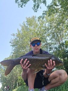 Common Carp