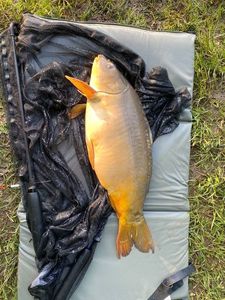 Leather Carp