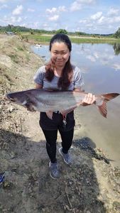 Mekong Giant Catfish