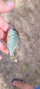 Green Sunfish