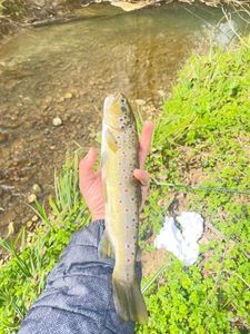 Brown Trout