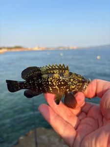 Giant Goby