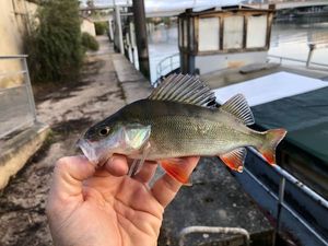 European Perch