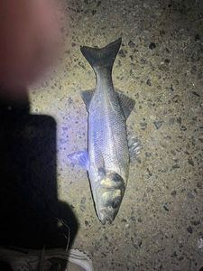 European Bass (Seabass)