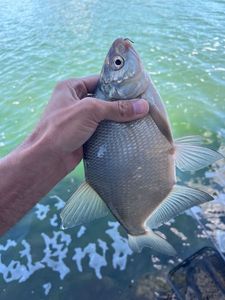 Common Bream
