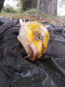 Koï Fish
