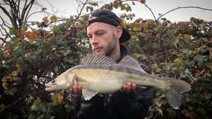 Zander