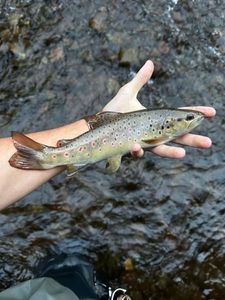 Brown Trout