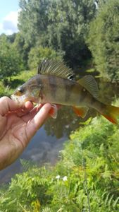 European Perch