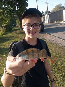 European Perch