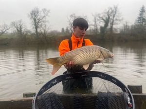 Common Carp
