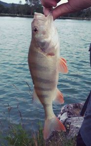 European Perch