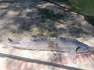 Sturgeon
