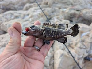 Goliath Grouper
