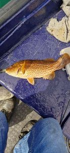 Ballan Wrasse