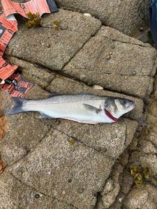 European Bass (Seabass)