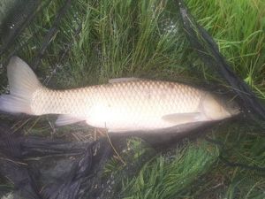 Grass Carp