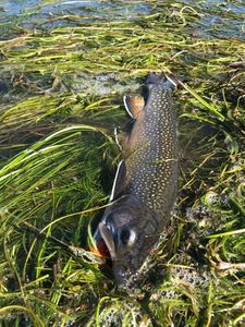 Brook Trout