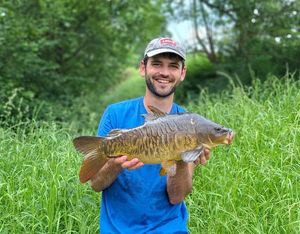 Mirror Carp