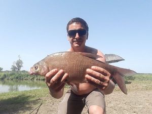 Common Bream