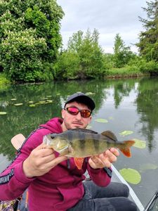 European Perch