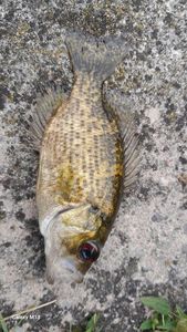 Smallmouth Bass