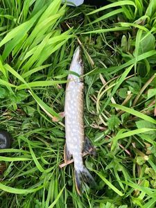 Northern Pike