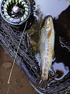 Brown Trout