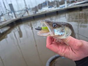 Zander