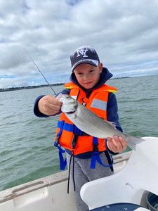 European Bass (Seabass)
