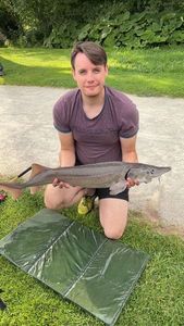 Sturgeon