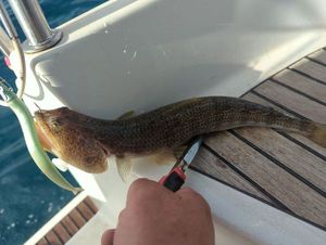 Poisson-Lézard Côtier