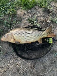 Common Carp