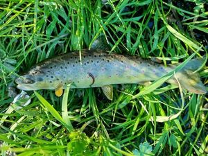 Brown Trout