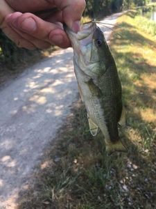 Largemouth Bass