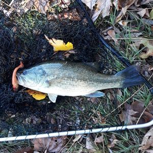Largemouth Bass