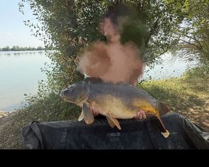 Mirror Carp