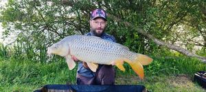 Common Carp