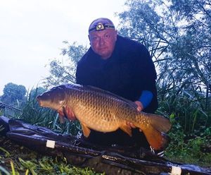 Common Carp