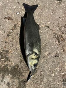 European Bass (Seabass)