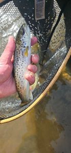 Brown Trout