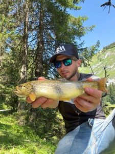 Brown Trout