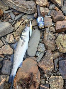 European Bass (Seabass)