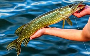 Northern Pike